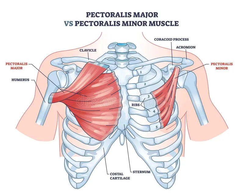 <p>Pectoralis Major</p>