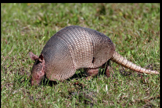 <p>What is the name and taxonomy of the species?</p>