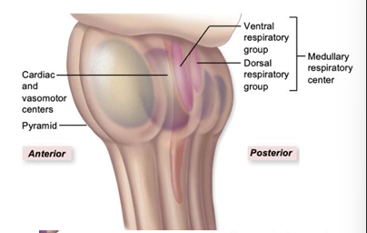 <p>in the medulla oblongata, regulates breathing rate (works with pontine respiratory center in the pons)</p>