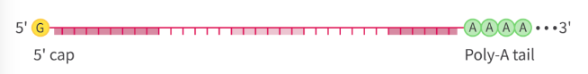 <ul><li><p>usually, the longer = translated more</p></li><li><p>will eventually be broken by nucleases</p></li></ul><p></p><p>lifespan depends on:</p><ul><li><p>chemical modifications (guanine cap at 5’, poly-A tail, all increases stability of mRNA)</p><ul><li><p>short tails are likely to be translated since they are vulnurable to degradation —> can vary the length to vary how much each protein is made</p></li></ul></li><li><p>presence of stabilising proteins (interfears with nucleases to extend lifespan, as well as help binding of protective proteins)</p></li></ul><p></p>