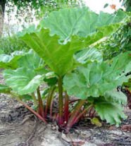 <p>What plant is this?</p>
