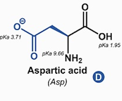 <p>Aspartic acid, Aspartate (Asp, D)</p>