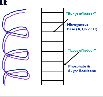 <p>&nbsp;</p><p>Dna located in the nucleus of cells . It shaped ladder is called a double helix .</p><p></p>