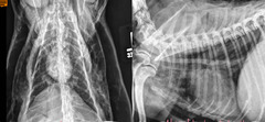 <p>A geriatric canine presents with a large ventral cervical mass. There is no upper airway obstruction, but he is uncomfortable on inspiration. What do you think when you see this radiograph?</p>
