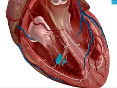 <p>Identify the structure</p>