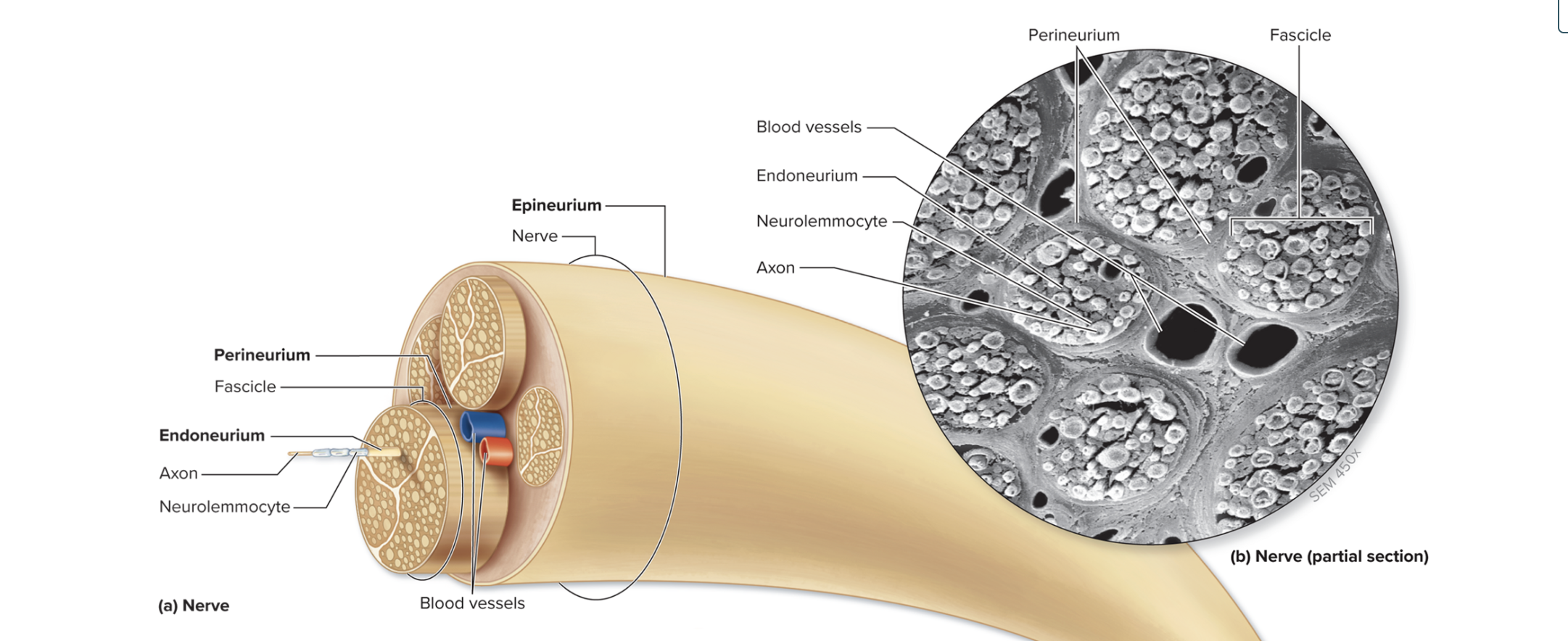 <p>A thick layer of dense irregular connective tissue that encloses the nerve. This fibrous tissue ensheathes the entire nerve to protect and support it like a tough leather sleeve </p>
