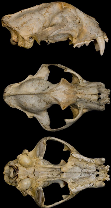 <p>Panthera onca</p>