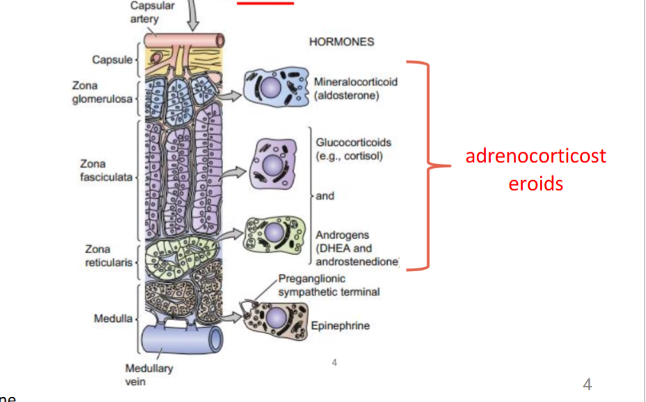 <p>glucosteroids: cortisol</p><p>mineralocorticoids: aldoesterone</p><p>adrenal androgens: DHEA, androstenodione (testosterone and estrogen)</p>