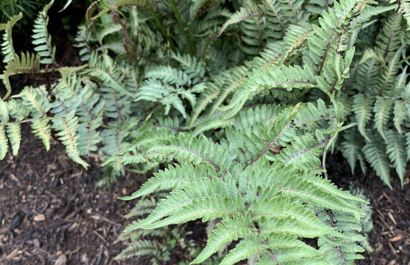 <p>Japanese Painted Fern</p><p>Perennial</p><p>12-18” ht.</p><p>moist soils; part-sun to full shade; moist woodland</p><p>gray / burgundy foliage (ik)</p>