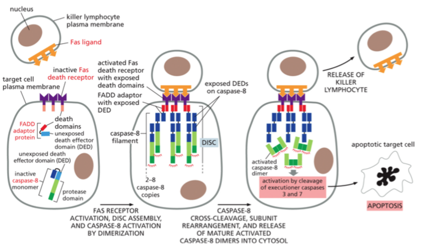 <p><strong>Death-Inducing Signaling Complex</strong>, et kompleks dannet ved den aktiverede death receptor.</p>