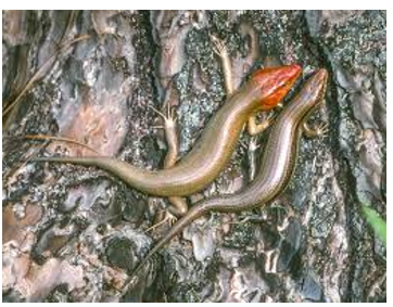 <p><span><span>5 lip scales, wide center scales by vent, sclace split in half, no small scales in front of ear</span></span></p>