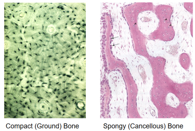 <ul><li><p>Cancellous (spongy): trabeculae (fine irregular plates), inside long bones (marrow), gives strength without weight</p></li><li><p>Compact: highly ordered, outer and inner circumferential lamellae, contains Haversian systems (osteons)</p></li></ul><p></p>