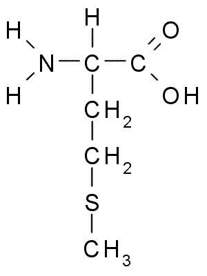 <ul><li><p>contains sulfur</p></li></ul><p></p>