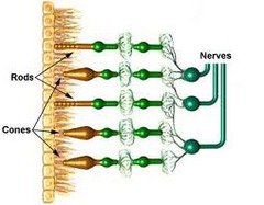 <p>visual receptor cell; located in retina; respond to varying degrees of light and dark; responsible for night vision and peripheral vision</p>