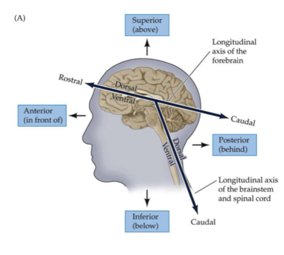 <p>Rostro-caudal = ‘neuroaxis’</p><ul><li><p>Rostral = toward the beak/nose</p></li><li><p>Caudal = toward the tail. </p></li></ul><p>*The neuroaxis is essentially vertical in humans but is rotated anteriorly at the rostral end.</p><p></p>