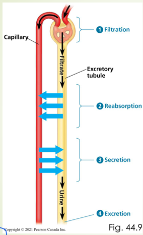 <p>1. Filtration: driven by blood pressure. Large cells in blood cannot go through membrane, but water and small solutes can (→ filtrate) </p><p>2. Reabsorbtion: a selective process (facilitated by epithelium via active transport) recovers useful molecules from the filtrate and passes them into the blood </p><p>3. Secretion: Nonessential molecules left in the filtrate OR actively transported out of the blood </p><p>4. Excretion: Processed filtrate is released from the body as urine</p><p></p>
