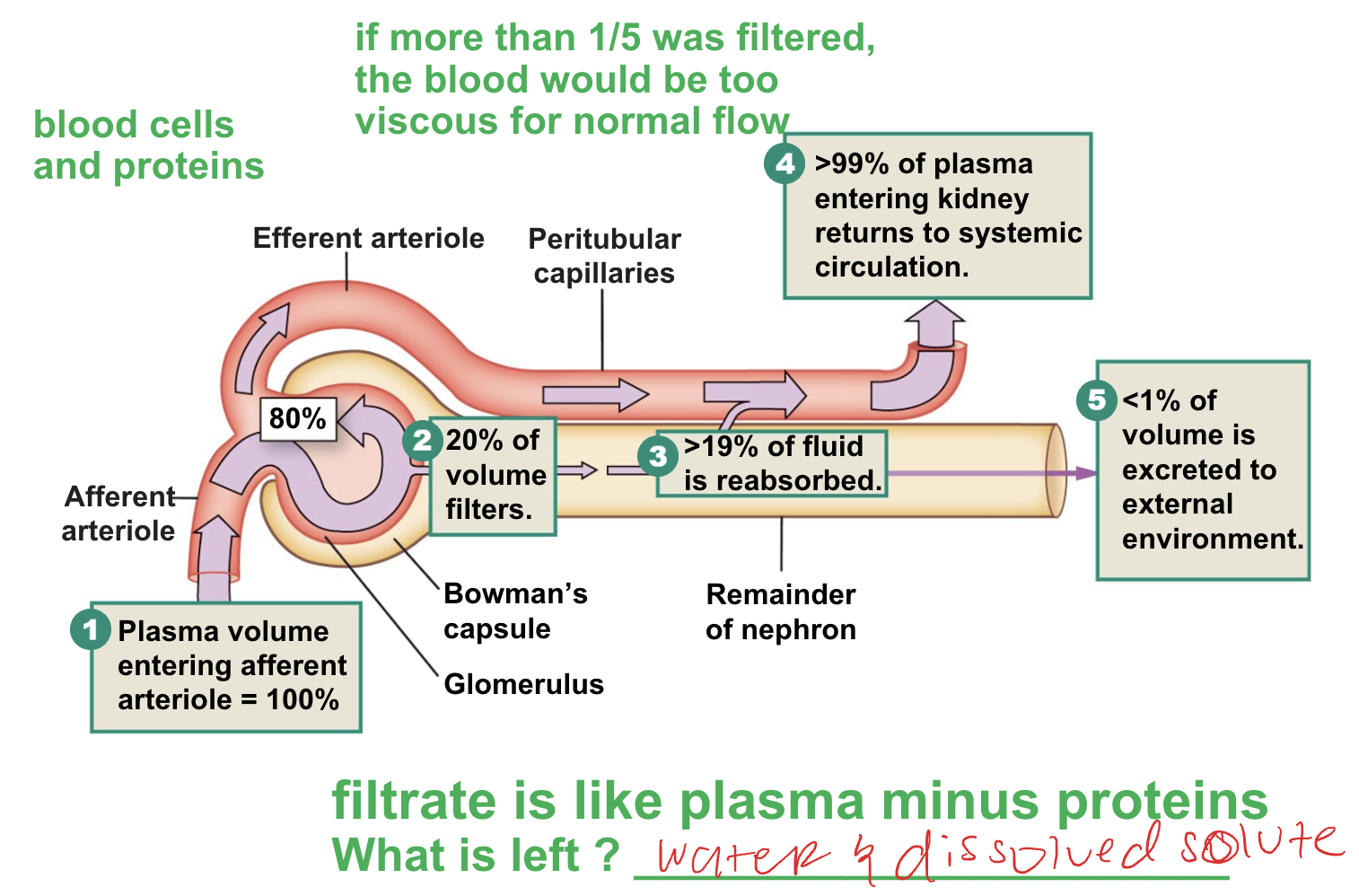 <ul><li><p>if more than 1/5 was filtered, the blood would be too viscous for normal flow</p></li><li><p>filtrate is like plasma minus proteins what is left? water and dissolved solute</p></li></ul><p></p>