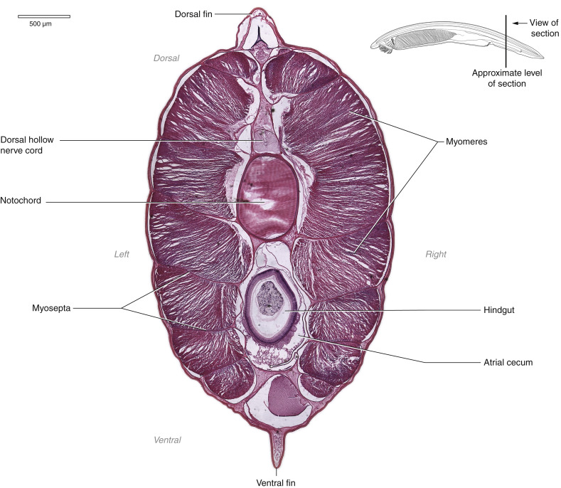 <p>What does the dorsal nerve cord do for Phylum Chordata, Subphylum Cephalochordata? </p>