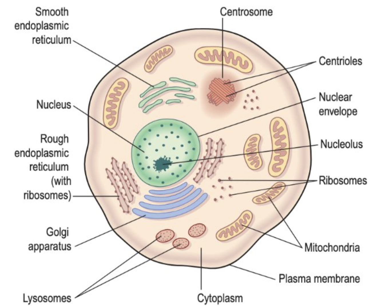 <p>Basic building blocks of all living things, and the human body is made up of triilions of them</p><p>All cells share some common features</p><p>Provide structure, take in nutrients, convert energy carry out specialised functions, contain hereditary material, able to make copies of themselves</p><p>Cells also contain specialised parts called organelles, performs a specific function within the cell</p>