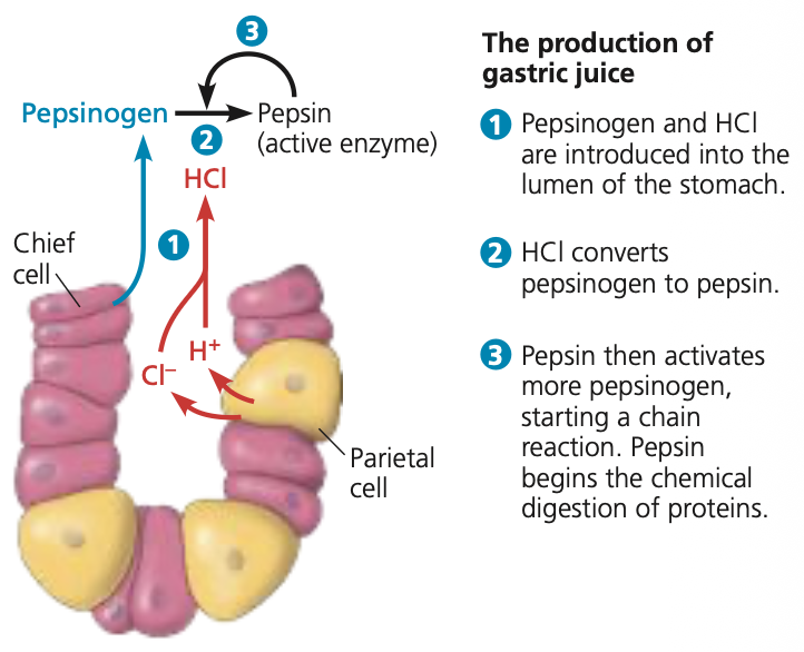 <ol><li><p>H+ pumped out of partietal cells.</p></li><li><p>Induces the chloride (Cl-) ions to diffuse into the lumen.</p></li><li><p>In the lumen they bind to form HCl.</p></li><li><p>Chief cells secrete Pepsinogen.</p></li><li><p>Pepsinogen is cleaved by HCl to form pepsin.</p></li><li><p>Pepsin cleaves more in Pepsinogen in a positive feedback.</p></li></ol><p></p><p>Sooo only components or inactive versions of the gastric juice are secreted by cells and only in the lumen do they form the gastric juice.</p><p></p><p>This all hapens in deep pores of the stomach</p>