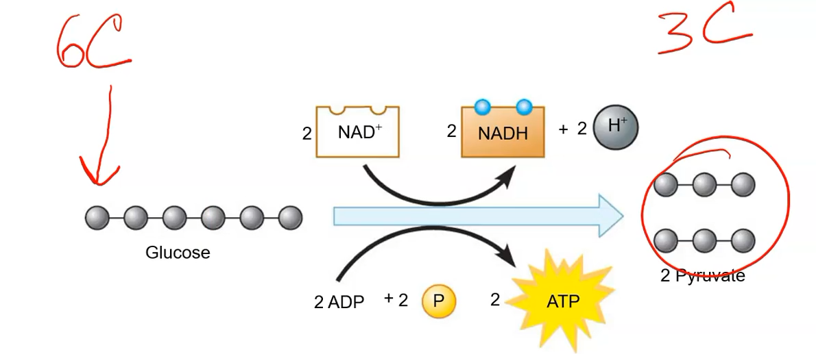 <p>It is split in half into two 3-carbon molecules (pyruvate).</p><ul><li><p>Remember Glucose = <strong>C6 H12 O6</strong></p></li></ul><p></p>