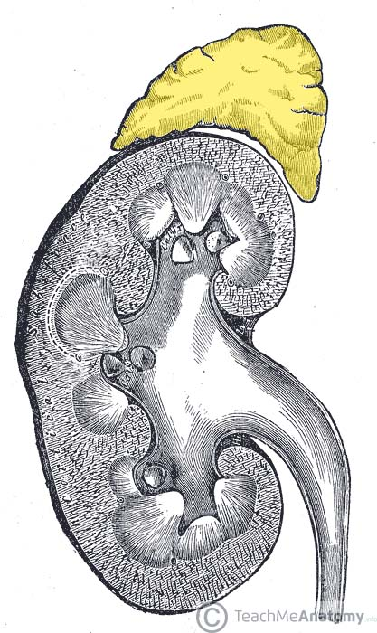 <p><span style="font-family: Calibri, sans-serif;">Adrenal (suprarenal) gland</span></p>