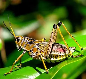 <p>Grasshoppers; katydids; crickets</p>