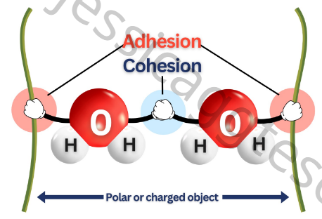 <p><strong>Cohesion </strong>- attraction between H2O-H2O<br><strong>Adhesion </strong>-&nbsp;attraction between H2O-surfaces</p>