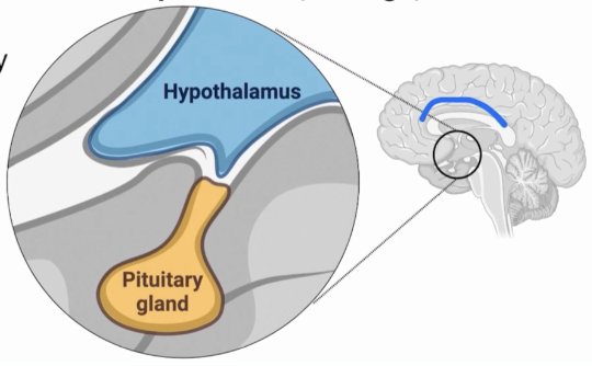 <p>Responsible for regulation of hormone secretion in the body, coordinating the body’s internal environment and maintaining homeostasis </p>