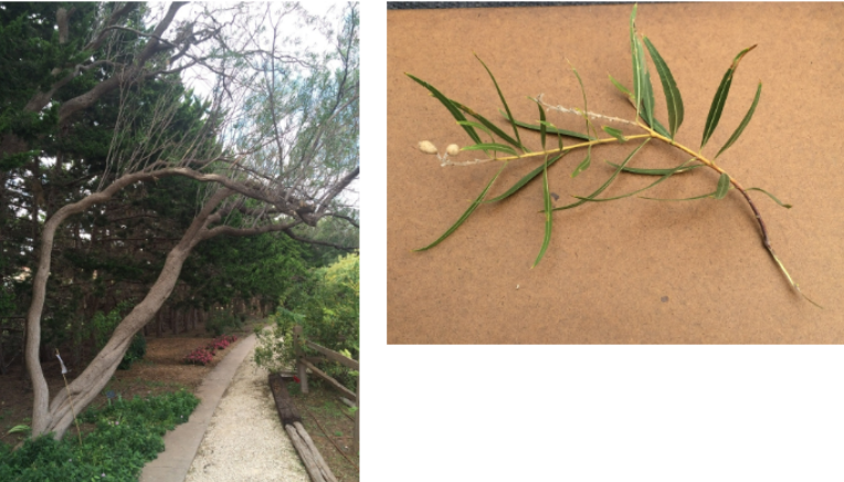 <p>Desert Willow (C.l)</p>