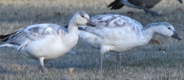 <p>Snow Goose (light goose)</p>