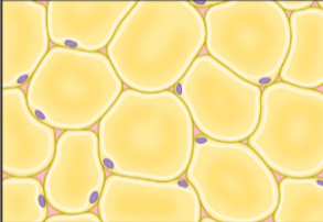 <p>matrix is crowded by adipocytes which are tightly packed; serve to insulate and protect organs</p><p>location: around major organs and within the subcutaneous layer of the skin (under dermis) </p>