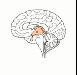 <p>forebrain</p>