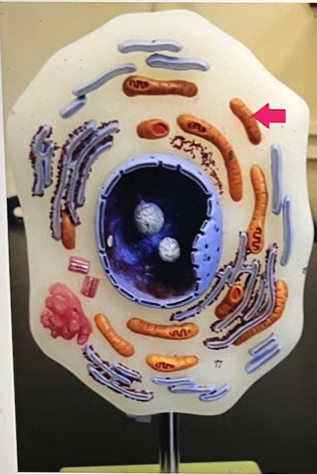 <p>Identify the cell part</p>