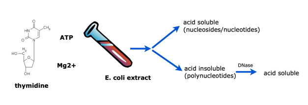 <ol><li><p>mixed radio-labeled dT (deoxythymidine - nucleoside) (method 1) or radio-labeled dTTP (deoxythymidine triphosphate - nucleotide) (method 2) with isolated fraction</p></li><li><p>added acid to the reaction (after some time) and separated reaction mixture into 2 fractions: a) acid soluble and b) acid insoluble by centrifugation </p></li><li><p>acid insoluble mixture could be polymerized by DNA, indicating polymerase was present in the mixtyre</p></li><li><p>verified acid insoluble pellet contained bonafide polymerized DNA by treating with DNase - real nucleotide polymers would be broken up and radioactive would end up in the supernatant</p></li></ol><p></p>