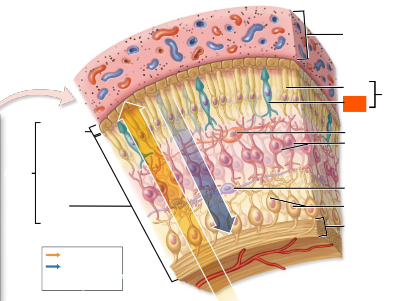 knowt flashcard image