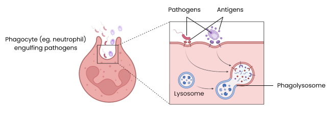 <p><strong>What is the second step in phagocytosis?</strong></p>