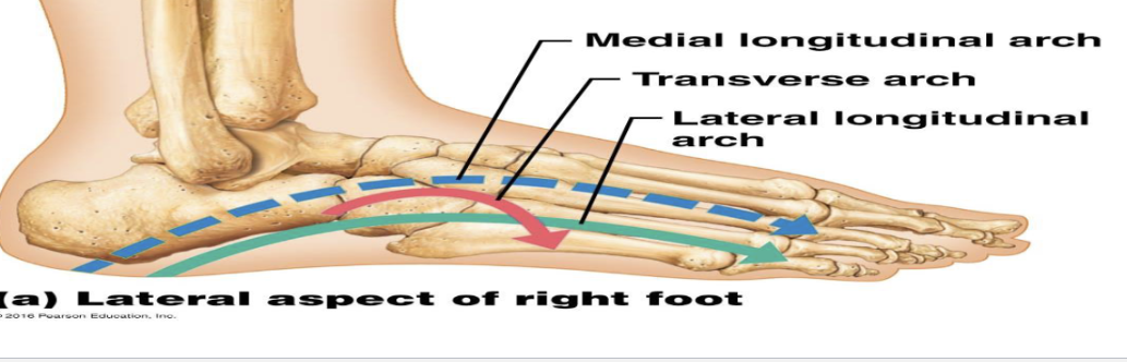 <p>What are the 3 arches?</p>