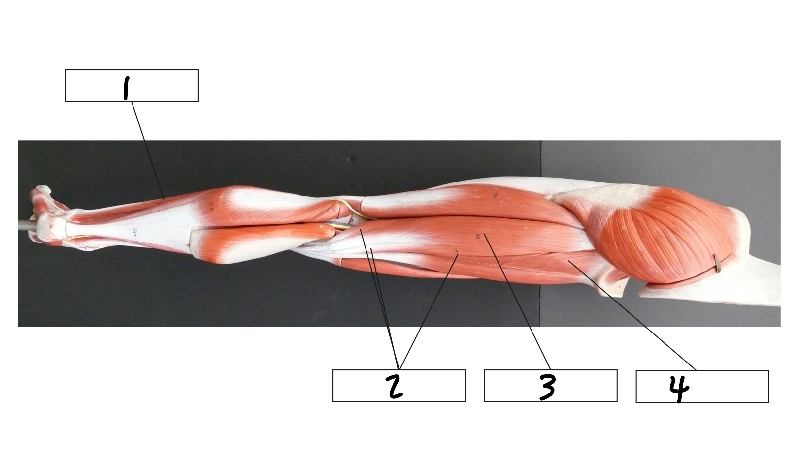 <p>3</p>
