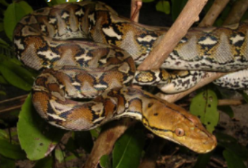 <p>Characteristics of Pythonidae (4)</p>