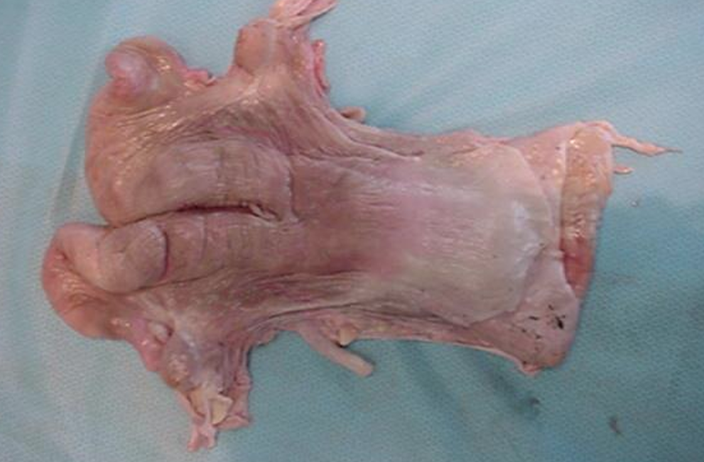 <p>What animal is this system from? Label it.</p>