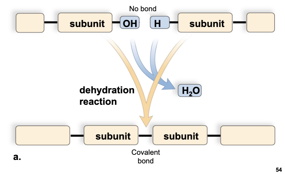 <ul><li><p>making/breaking down organic molecules</p></li><li><p>the removal of water that allows subunits to link together into larger molecules</p></li></ul><p></p>