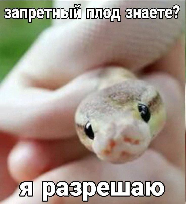 <p>допустимый, разрешенный</p>