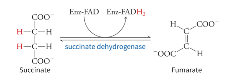 <p>FAD as a prosthetic group in order to catalyze the reversible dehydrogenation of succinate to fumarate - FAD it tightly bound to the enzyme and is reduced to FADH<sub>2</sub> </p>