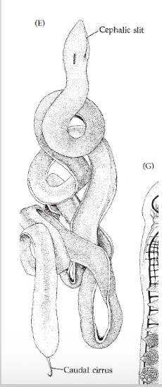 <p><strong>FILO </strong>Nemertea<strong><br>SUBFILO (SUBGRUPO) </strong>Heteronemertea<strong><br>CARACTERÍSTICAS </strong>Nemertinos con faringe simple, cuerpo no segmentado alargado tipo cinta, probóscide eversible aparte del digestivo.<strong><br>HÁBITAT </strong>Zonas rocosas o de sedimento en el mar.</p>