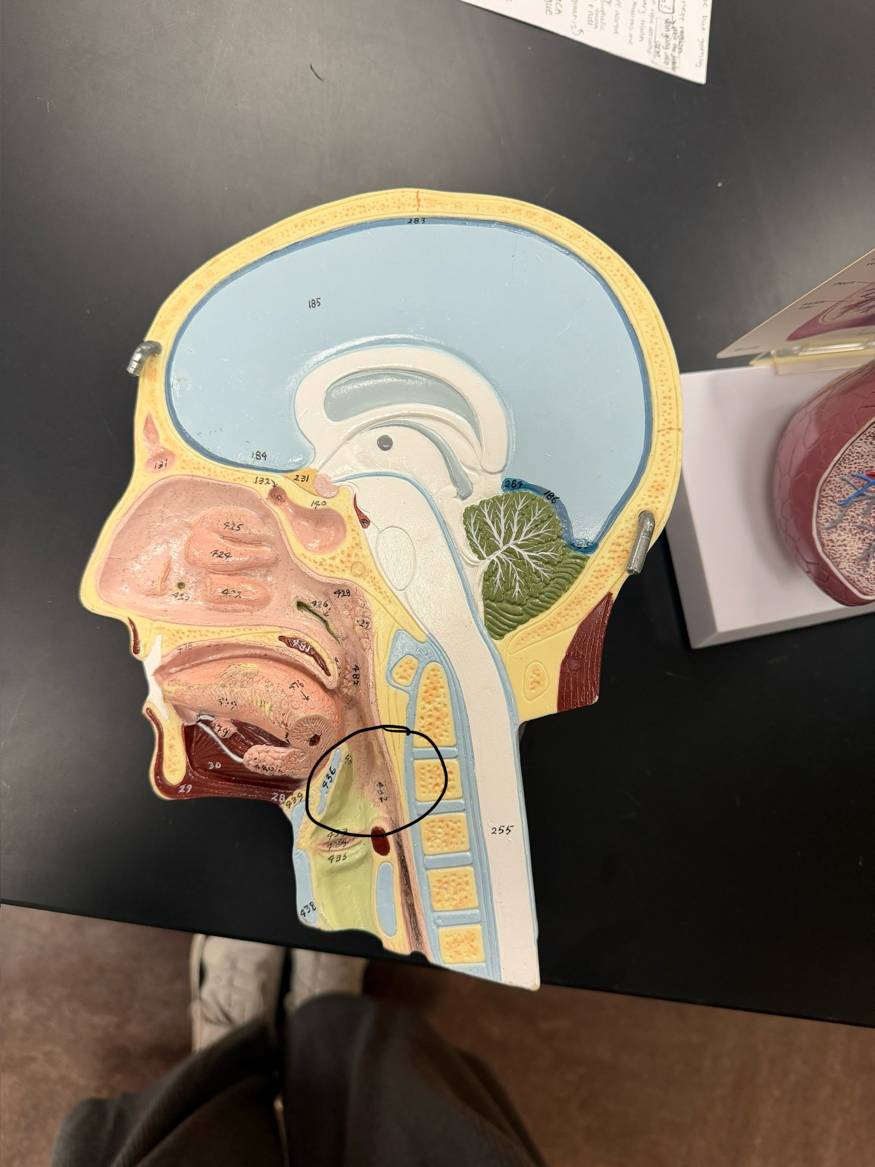 <p>name this region</p>