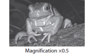 <p>The photograph below shows a waxy leaf frog (Phyllomedusa sauvagii). This species of frog is found in hot, dry areas of South America. It has glands that produce waxy lipids to spread over its skin. This reduces water loss. The waxy leaf frog is active only at night, when it hunts for insects in the trees.</p><p>Suggest how natural selection could have given rise to the adaptations shown by the waxy leaf frog (5) </p>