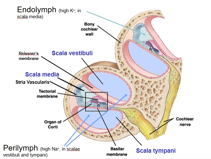 <p>three scala </p><p>diff membranes and spaces </p>