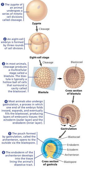 <ol><li><p>In the haploid stage, sperm and egg cells are produced directly by meiotic division.</p></li><li><p>Also in the haploid stage, most animal species have a small flagellated sperm fertilize a larger non-motile egg, forming a diploid zygote.</p></li><li><p>The single-celled diploid zygote of an animal undergoes a series of mitotic cell divisions called <u>cleavage</u>.</p></li><li><p>An 8-cell embryo is formed by 3 rounds of cell division.</p></li><li><p>Cleavage leads to the formation of a multicellular embryonic stage called a <u>blastula</u>, which in most animals takes the form of a hollow ball surrounding a cavity called the <u>blastocoel</u>.</p></li><li><p><u>Gastrulation</u> occurs, the process by which one end of the embryo fold inward an expands until it fills the blastocoel; this produces layers of embryonic tissues: the outer layer is the ectoderm, the inner layer is the endoderm. The resulting developmental stage is the gastrula. <em>Hox</em> genes start to play a major role here.</p></li><li><p>The pouch formed by gastrulation is the <u>archenteron</u>, which opens to the outside via the <u>blastopore</u>.</p></li><li><p>The endoderm of the archenteron develops into the tissue lining the animal’s digestive tract.</p></li></ol><p></p>