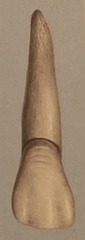 <p>The maxillary anterior tooth is formed by four lobes: 3 facial and 1 lingual.</p>